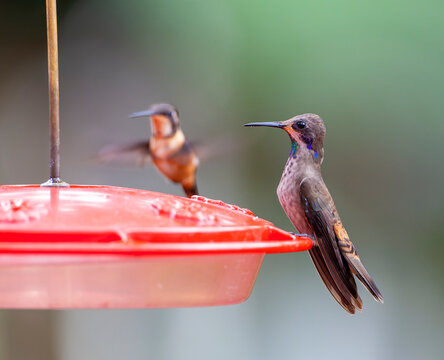 Brown Violetear, Colibri Delphinae