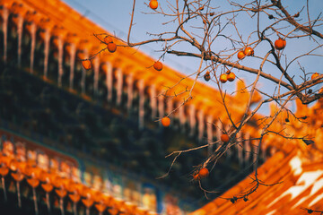 the forbidden city in beijing, china