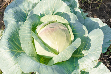 Head of green fresh cabbage