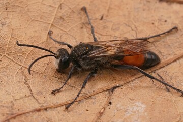 Closeup on the black and red golden digger wasp, Sphex funerarius sitting on a dried leaf