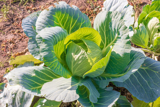 A Young And Small Cabbage Roll Grows In A Field