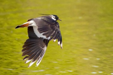 Beautiful shot of a Northern lapwing flying over the lake
