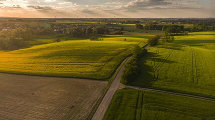 Drone shot of scenic rapeseed fields at sunrise