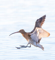 Eurasian Curlew, Numenius arquata