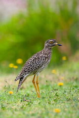 Spotted Thick-knee, Burhinus capensis