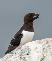 Little Auk, Alle alle