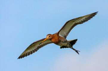 Black-tailed Godwit, Limosa limosa