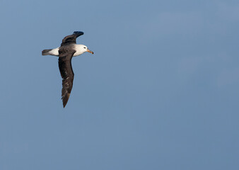 Black-browed Albatross, Thalassarche melanophris