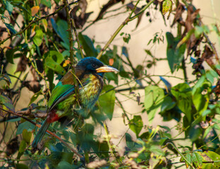 Great barbet, Psilopogon virens