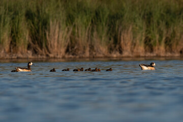 Southern wigeon, Anas sibilatrix, in marsh environment, La Pampa Province, Patagonia, Argentina.