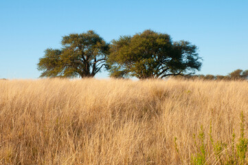 Calden tree landscape, La Pampa province, Patagonia, Argentina.