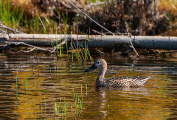 Red Shoveler, Spatula platalea