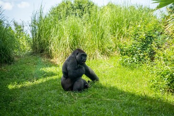Large gray gorilla on a green sunny field in a zoo © Bluebonnet Productions/Wirestock Creators