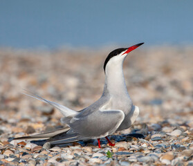 Common Tern, Sterna hirundo