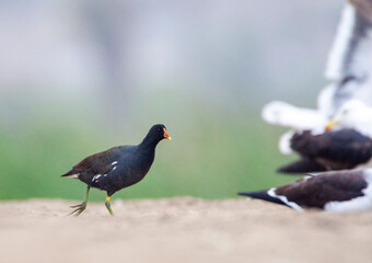 Common Gallinule, Gallinula galeata