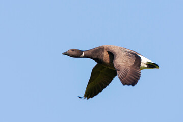 Dark-bellied Brent Goose, Branta bernicla