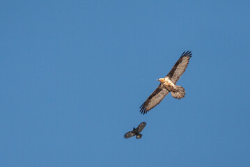 Bearded Vulture, Gypaetus barbatus