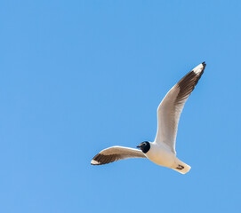 Andean Gull, Chroicocephalus serranus