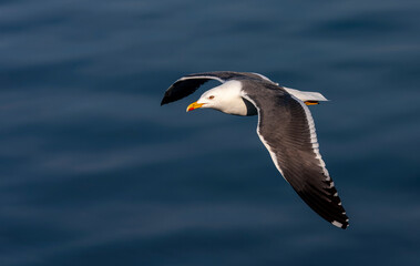 Lesser Black-backed Gull, Larus fuscus