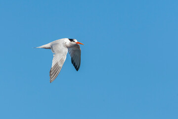 Elegant Tern, Thalasseus elegans