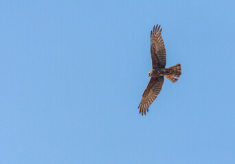 Eastern Marsh Harrier, Circus spilonotus