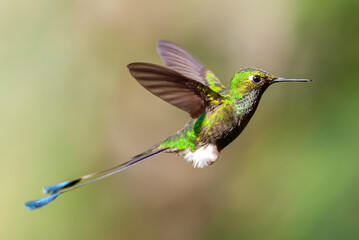 White-booted Racket-tail, Ocreatus underwoodii melanantherus