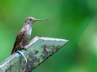 Obraz premium Bronzy Inca, Coeligena coeligena