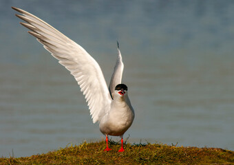 Common Tern, Sterna hirundo