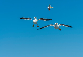Obraz premium Lesser Black-backed Gull, Larus fuscus