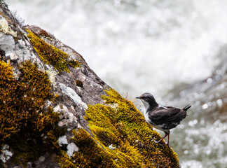 White-capped Dipper,  Cinclus leucocephalus