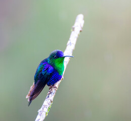 Blue-crowned Woodnymph, Thalurania colombica colombica