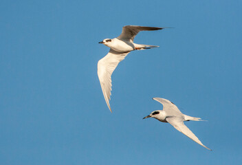 Forster's Tern, Sterna forsteri