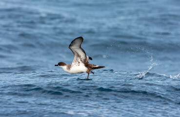 Fototapeta premium Great Shearwater, Ardenna gravis