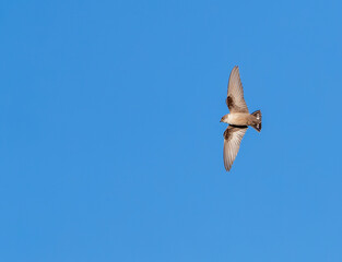 Crag Martin, Ptyonoprogne rupestris