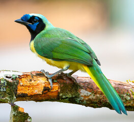 Inca Jay, Cyanocorax yncas