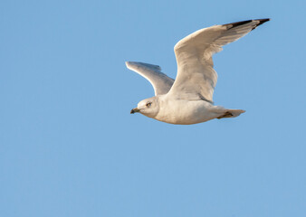 Ring-billed Gull, Larus delawarensis