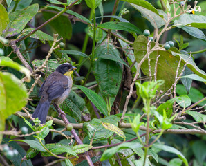 Fototapeta premium Yellow-throated Brush-Finch, Atlapetes gutturalis gutturalis