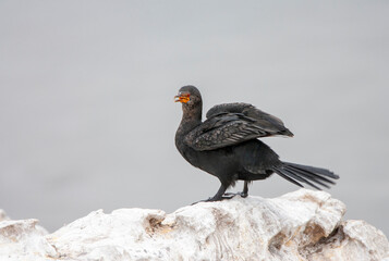 Crowned Cormorant, Microcarbo coronatus