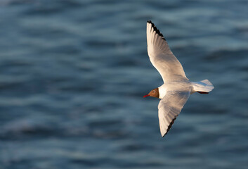 Common Black-headed Gull, Chroicocephalus ridibundus