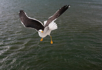 Lesser Black-backed Gull, Larus fuscus