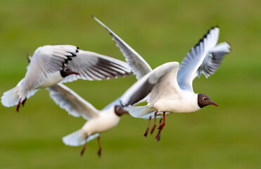 Obraz premium Common Black-headed Gull, Chroicocephalus ridibundus