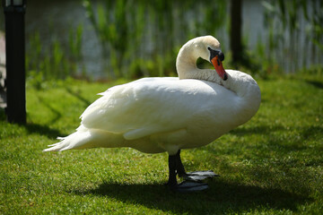Closeup profile portrait of a white swan on the lawn