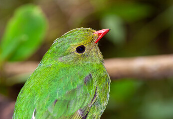 Green-and-black Fruiteater, Pipreola riefferii