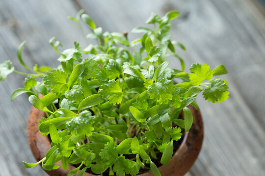 Homegrown micro greens of green cilantro, pot, shoots sprouted from grains. Copy space on green background.