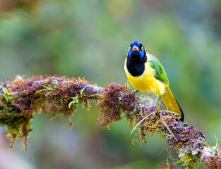Inca Jay, Cyanocorax yncas
