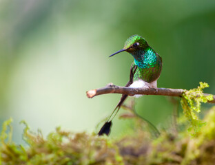 White-booted Racket-tail, Ocreatus underwoodii melanantherus