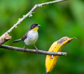 Fototapeta premium Yellow-throated Brush-Finch, Atlapetes gutturalis gutturalis