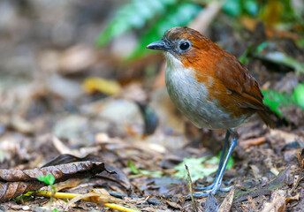 White-bellied Antpitta, Grallaria hypoleuca castanea