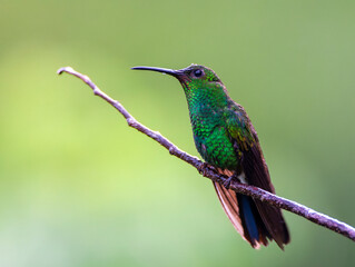 White-vented Plumeleteer, Chalybura buffonii