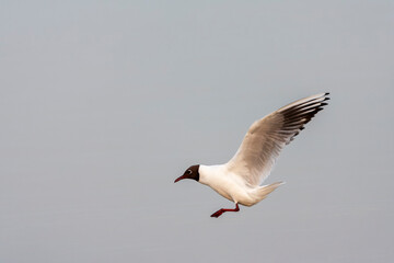 Common Black-headed Gull, Chroicocephalus ridibundus